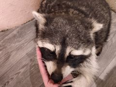 -浣熊柯尔鸭土拨鼠·电玩咖