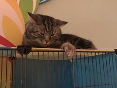 -平行世界·猫咖(首经贸店)