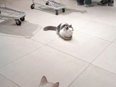 -怪兽屋·羊驼·猫咖·狗咖(俊华广场店)