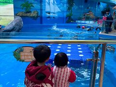 -海合安成都极地海洋公园
