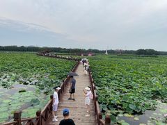 -荷塘月色湿地公园·向阳花洲