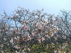 -天适樱花悠乐园
