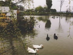 -鹅湖玫瑰文化园