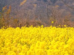 -伏羲山旅游区