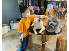 -more than meow吴止猫主题餐厅(承德 中船汇店)