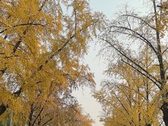 -三里屯东五街银杏大道