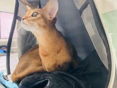 -中农国际动物医院24小时·猫科·骨科·急重症中心