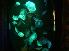 -悉尼海洋生物水族馆