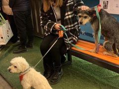 -爱侣宠医·鹦鹉专科·小型哺乳类·异宠专科(灵石路店)