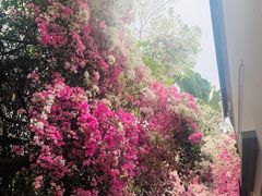 -深圳国际园林花卉博览园