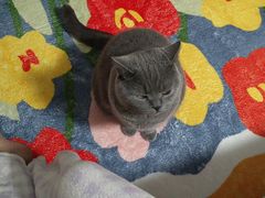 -佳雯宠物医院(四明中路分院)