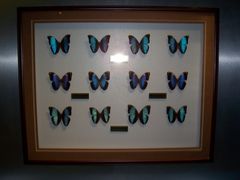 -上海昆虫博物馆