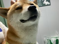 -半岛宠物医院24小时(科华中路店)