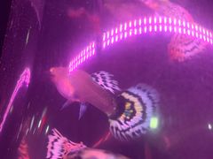 -中环花鸟鱼虫市场
