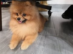 -柯斗斗主题餐厅·狗咖·围炉煮茶·茶饮(国瑞升平里店)