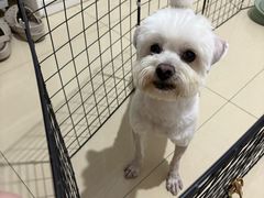 -忠犬公馆(月亮湾店)