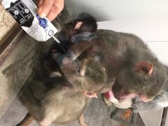 秦岭野生动物园-西安秦岭野生动物园