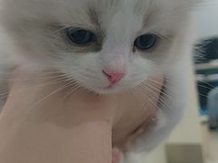 -纳吉亚猫专科动物诊疗中心(蒋宅口分院)