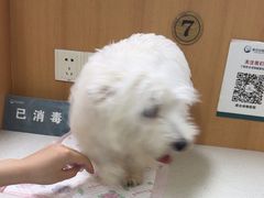 -联合动物医院(光谷诊疗中心)