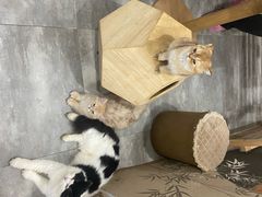 -楼上猫咖(罗湖店)