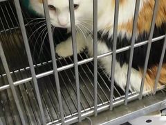 -A猫a狗全科·犬猫异宠·芥西宠物医院(南开总院)