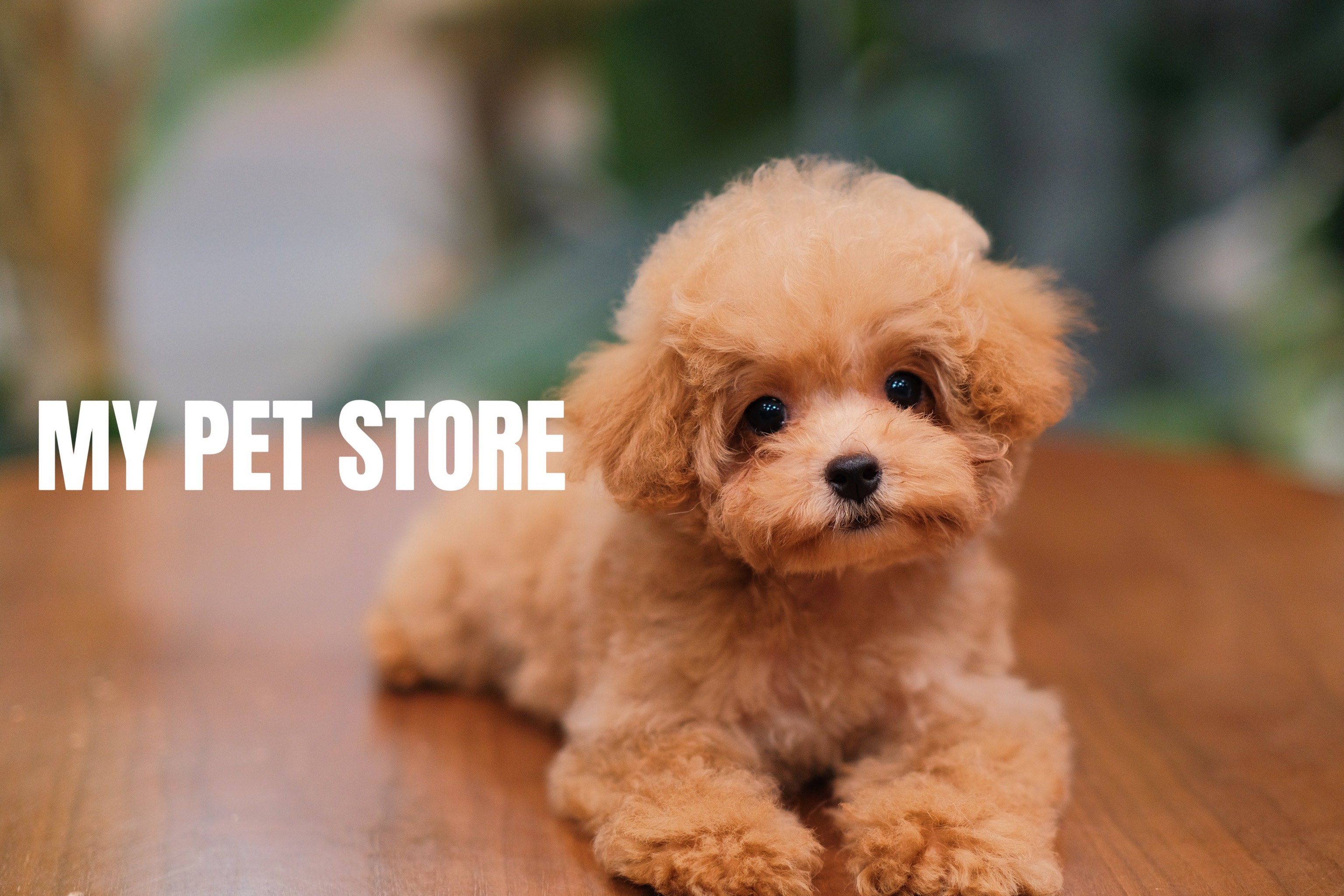 96my宠集·9193贵宾犬·泰迪  94香槟色mm一枚 两个