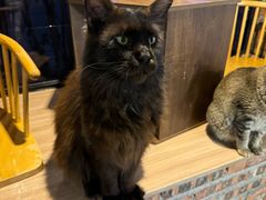 -豆逗聊愈猫阁Easy Life