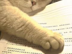-喵zoo家庭繁育猫舍(尖东智能花园店)