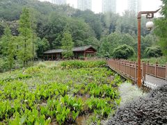 -重庆彩云湖湿地公园
