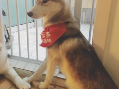 -Husky Go! 哈士奇体验馆·宠物咖啡厅狗咖