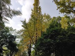 -西湖风景区十里琅珰-五云山