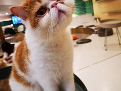 -飞行喵MR PILOT|猫舍·猫咖(静安大融城店)