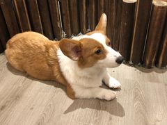 -浣熊柯尔鸭土拨鼠·电玩咖