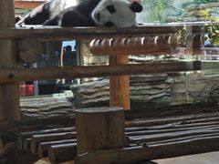 -西霞口神雕山野生动物世界