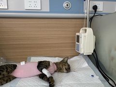 -达爱动物医院·犬猫分区·CT·复杂眼科(远洋山水分院)