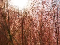 -映月湖中央公园