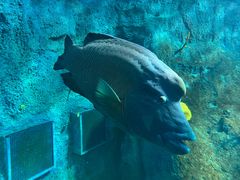 -悉尼海洋生物水族馆
