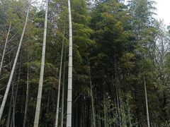 -宝岩生态观光园