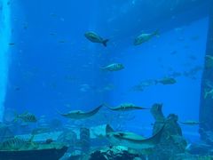 -亚特兰蒂斯•OSSIANO奥西亚诺海底餐厅