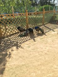 -萌宠亲子动物乐园(槐房万达店)