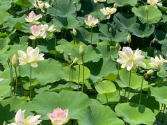 -莲花池公园