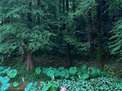 -深圳仙湖植物园