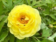 -洛阳市隋唐城遗址植物园