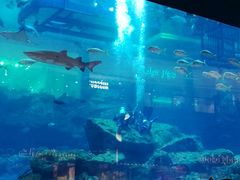 -迪拜水族馆及水下动物园