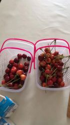 -蓝呗呗蓝莓草莓采摘园(通州区马驹桥店)