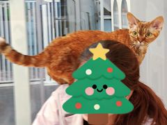 -有喵·猫咖·狗咖·40+猫狗有小奶狗(岗厦店)