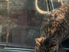 -萌兽医馆·犬猫专科·眼科中心·宠物医院(朝阳门分院)