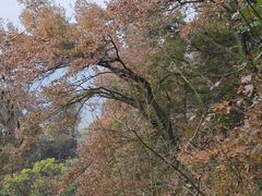 -广州市石门国家森林公园