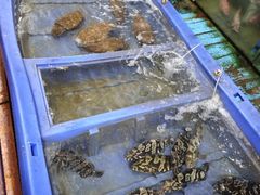 -蓝湾碧波·老字号·疍家非遗海上餐厅