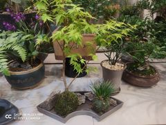 -双季花艺园艺市场(浦东店)